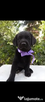 Puiuți de Labrador 