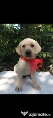 Puiuți de Labrador 