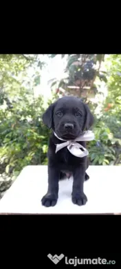 Puiuți de Labrador 