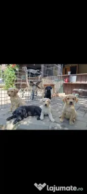 Puiuți de Labrador 