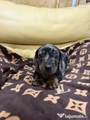 Teckel dachshund 