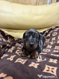 Teckel dachshund