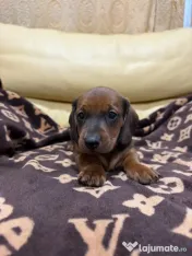 Teckel dachshund 