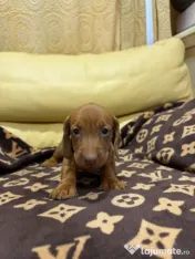 Teckel dachshund 
