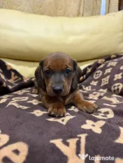 Teckel dachshund 