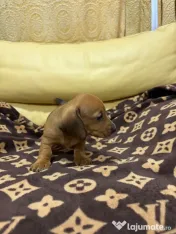 Teckel dachshund 