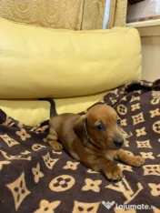Teckel dachshund 