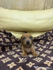 Teckel dachshund 