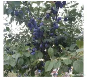 Prune direct de la producător 