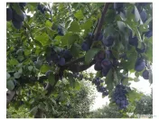 Prune direct de la producător 