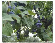 Prune direct de la producător 