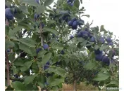 Prune direct de la producător 