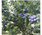 Prune direct de la producător 