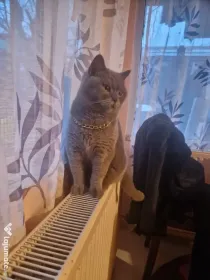 Pisica british shorthair