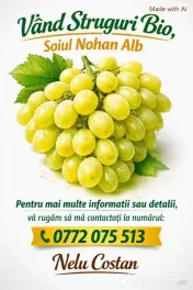 struguri nohan alb De Vânzare 