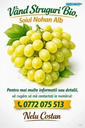 struguri nohan alb De Vânzare 
