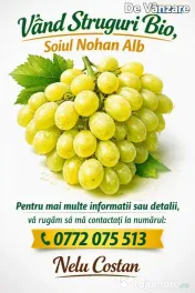 struguri nohan alb De Vânzare 