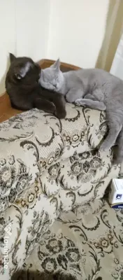 Motănel British ShortHair