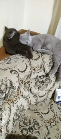 Motănel British ShortHair