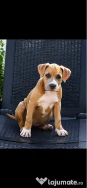 Amstaff femela cu pedigree