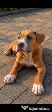 Amstaff femela cu pedigree