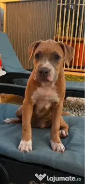 Amstaff femela cu pedigree