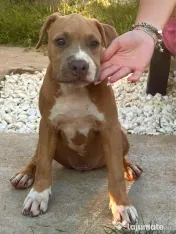 Amstaff femela cu pedigree