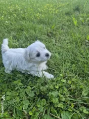Vând pui bichon maltez