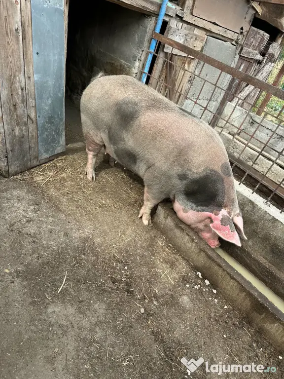 Vând porc rasă de carne