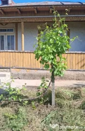 Casă cu teren de 1.470 mp de vânzare – Fântânele, S... 