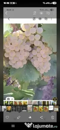 vand struguri de vin