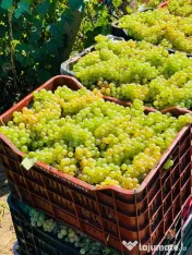 vand struguri de vin 