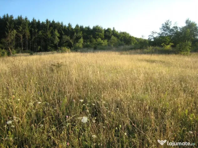 Oportunitate de Investiție – Teren Intravilan 5.700 mp, C - Chinteni (Cluj)