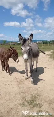 Lapte de măgăriță