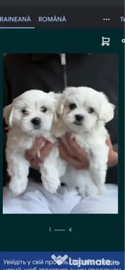 Bichon mini toy 