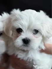 Bichon mini toy 