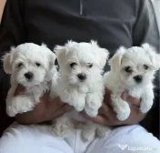 Bichon mini toy 