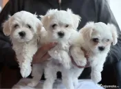 Bichon mini toy 