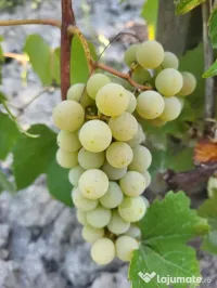 Struguri albi pentru vin soi Nova 