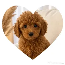 Poodle toy femela - pudel