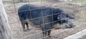 Vier mangalița de 2 ani 