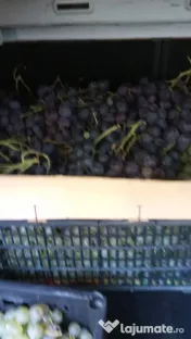 Struguri de vanzare 