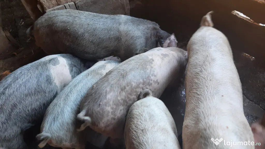 Vand porci de intre 30kg si 50kg