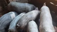 Vand porci de intre 30kg si 50kg 
