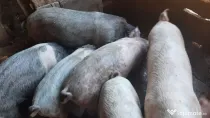 Vand porci de intre 30kg si 50kg