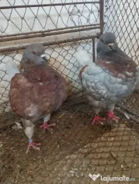 Porumbei pereche kingi 