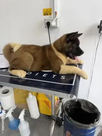 Femela Akita american, pedigree tip A