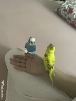 Papagali peruși
