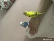 Papagali peruși 