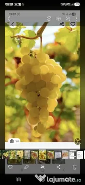 vand struguri de vin 